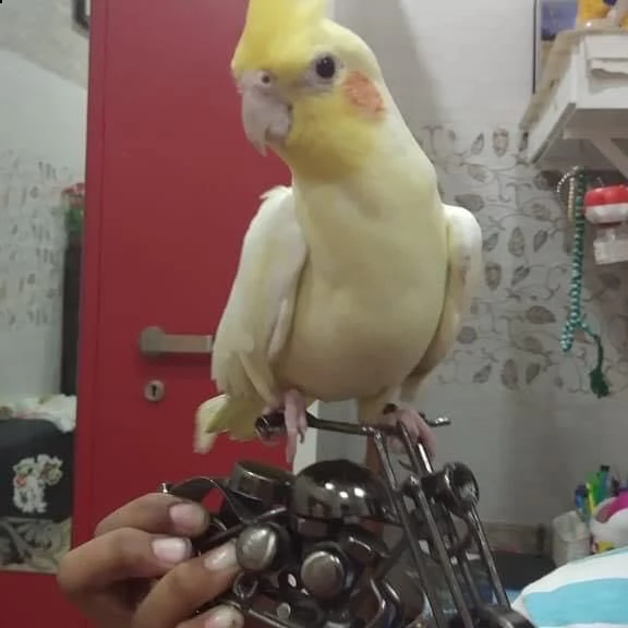 adorable cocktails parrots for adoption 