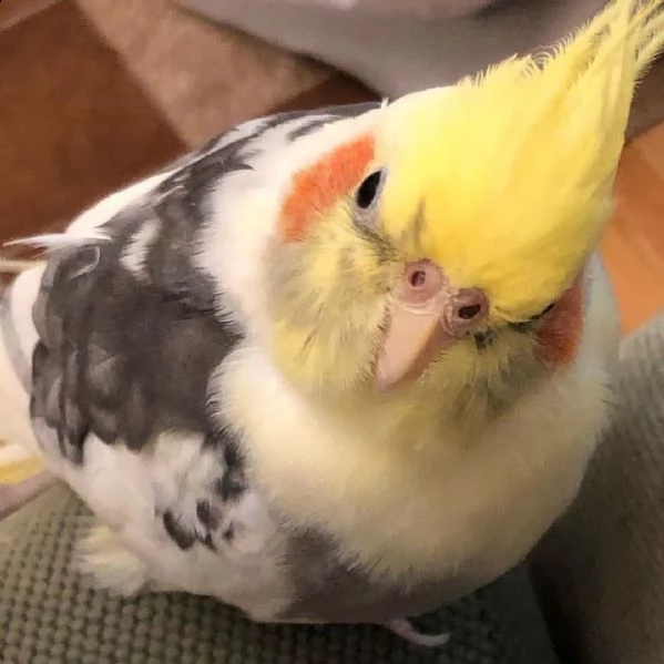 sweet cockatiel  hand tamed  ready for a loving and caring family. | Foto 5