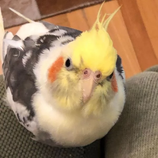 sweet cockatiel  hand tamed  ready for a loving and caring family. | Foto 4