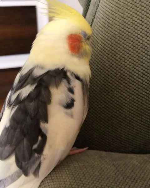 sweet cockatiel  hand tamed  ready for a loving and caring family.