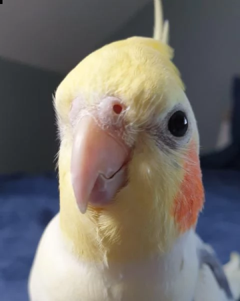 sweet cockatiel  hand tamed  ready for a loving and caring family. | Foto 3