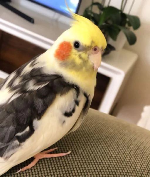 sweet cockatiel  hand tamed  ready for a loving and caring family. | Foto 2