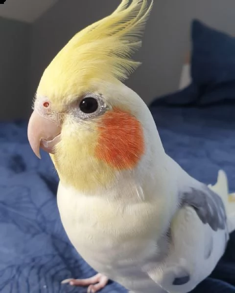 sweet cockatiel  hand tamed  ready for a loving and caring family. | Foto 1