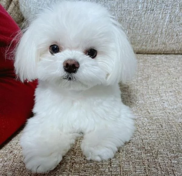 maltese  | Foto 0