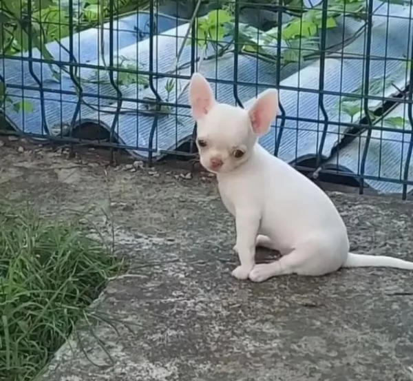 chihuahua 