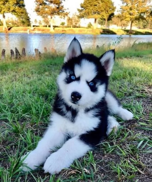 husky 