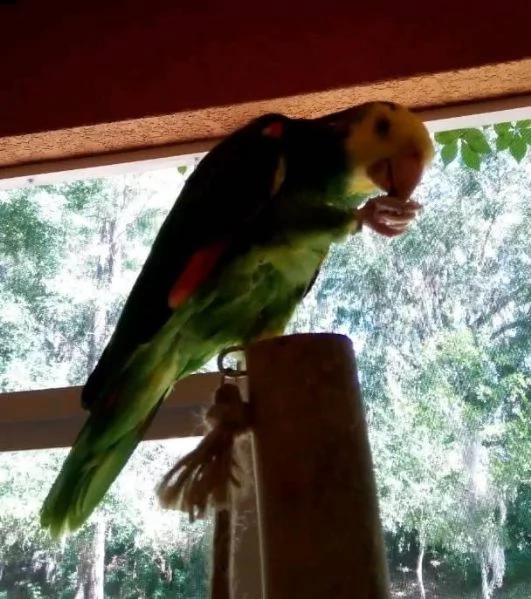 sweet amazon parrots  | Foto 0