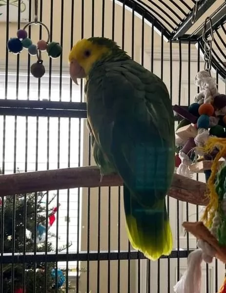 sweet amazon parrots 