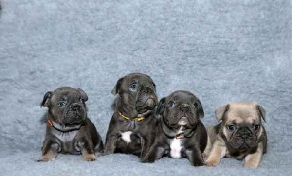 regalo cuccioli di bulldog francese