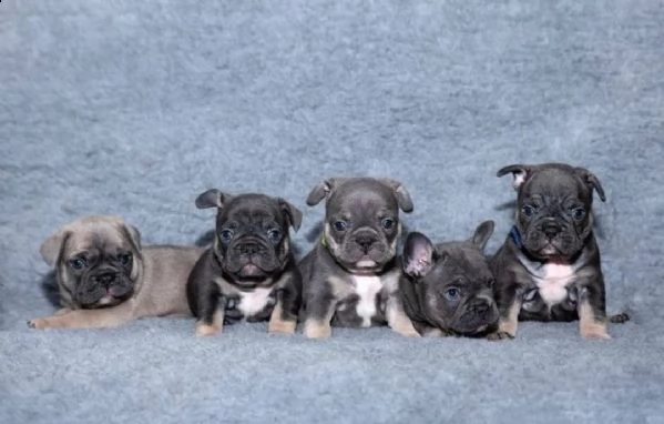 regalo cuccioli di bulldog francese