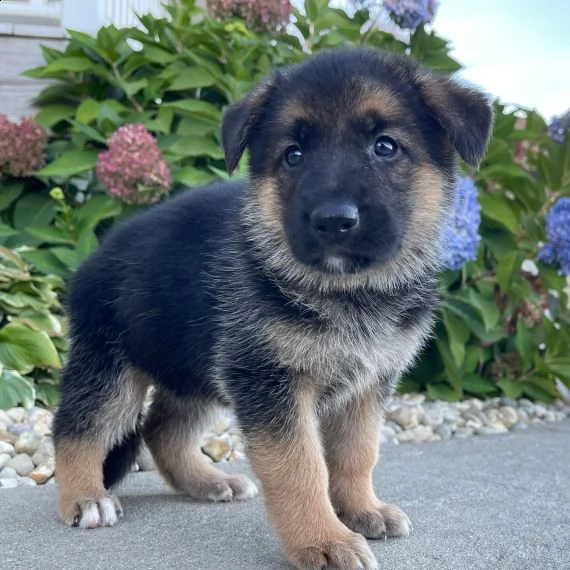 regalo cuccioli pastore tedesco,.,.,