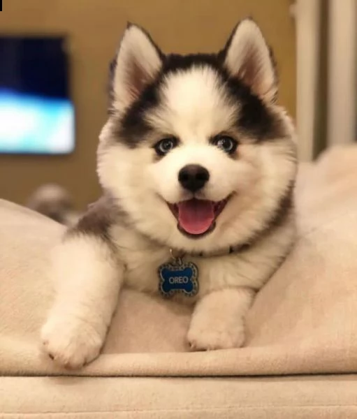 husky 