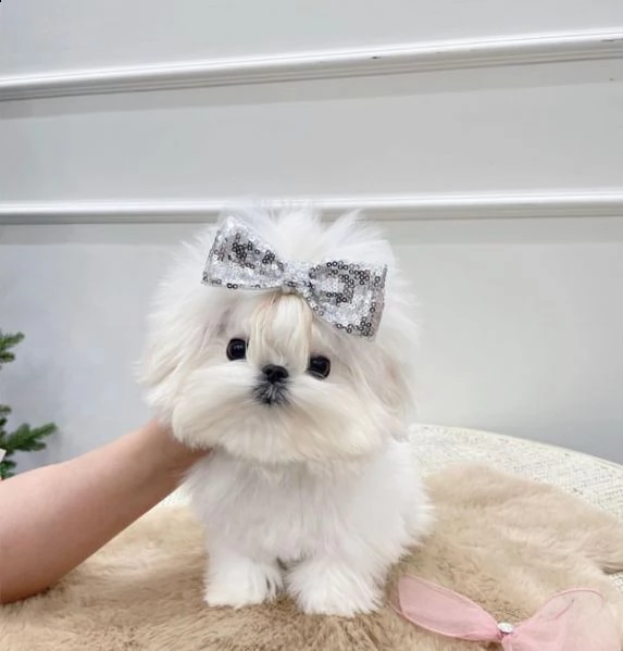 maltese 