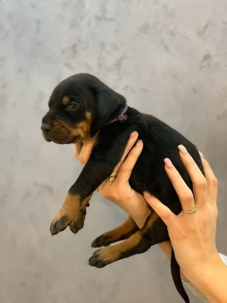 cuccioli di dobermann | Foto 2
