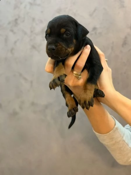 cuccioli di dobermann | Foto 0