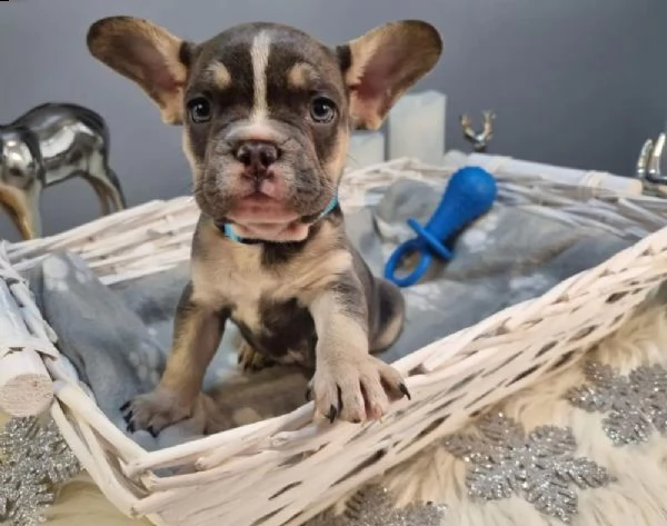 cuccioli di bulldog francese 