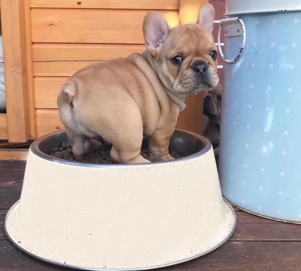 vendita cucciolo bulldog francese  esotico