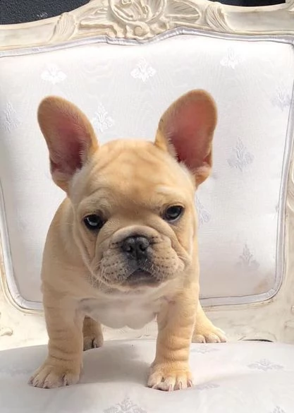 vendita cucciolo bulldog francese  esotico | Foto 0