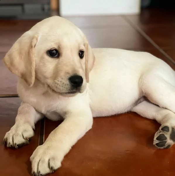 cucciolo labrador | Foto 1