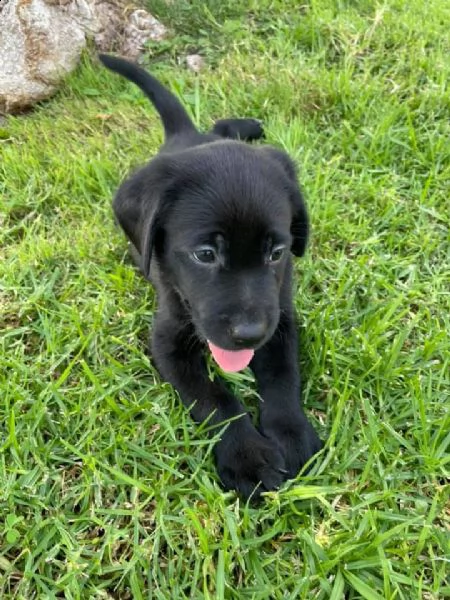 cucciolo labrador | Foto 0