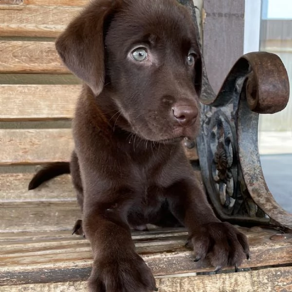 cucciolo labrador