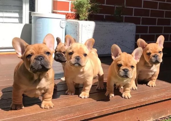 vendita cucciolo bulldog francese  esotico