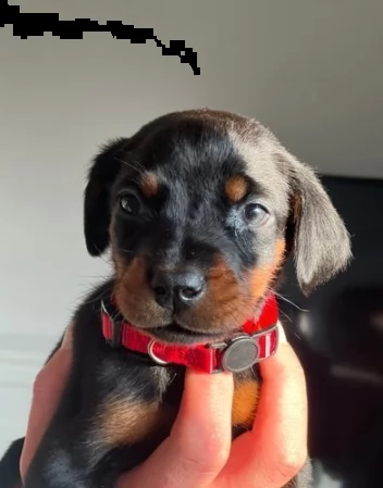 cuccioli di doberman