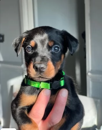 cuccioli di doberman | Foto 0