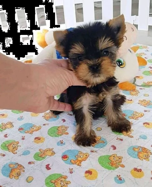 cuccioli di yorkshire terrier | Foto 1
