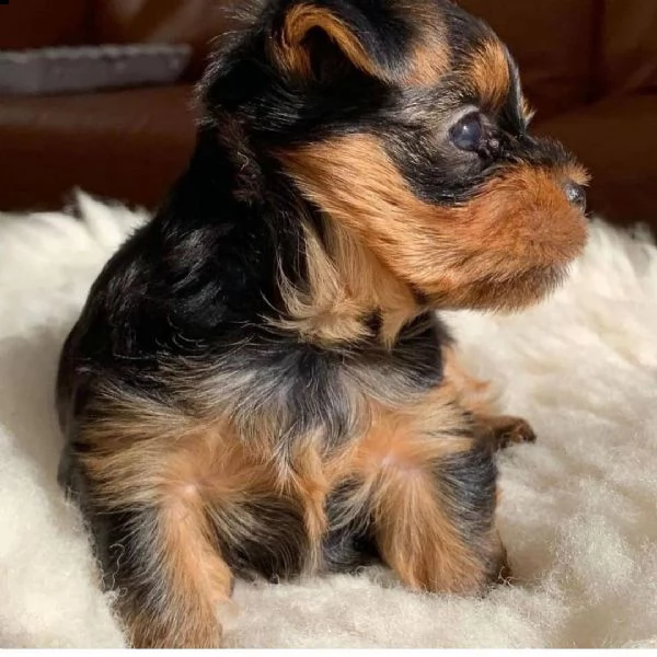 cuccioli di yorkshire terrier | Foto 0