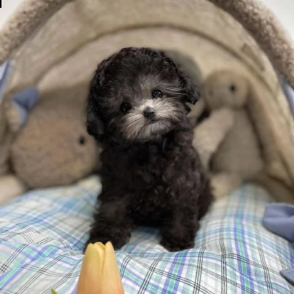 cuccioli di yorkshire terrier