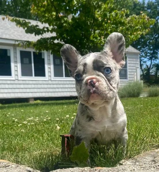 cuccioli di mini bulldog francese | Foto 2