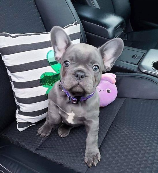 cuccioli di mini bulldog francese | Foto 1