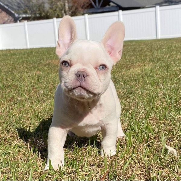 cuccioli di mini bulldog francese | Foto 0