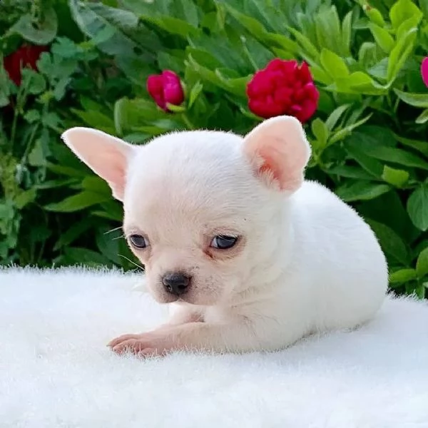cuccioli di chihuahua disponibili per il reinserimento