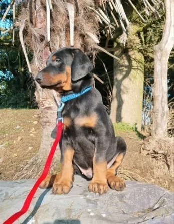 dolcissimo cucciolo dobermann