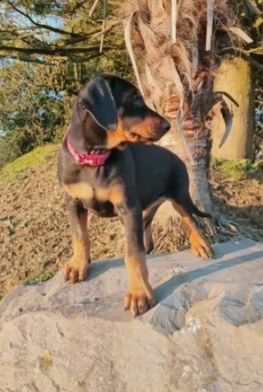 dolcissimo cucciolo dobermann | Foto 0