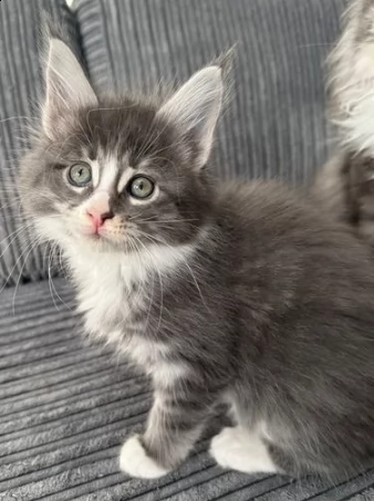 gattini di maine coon bellissimi