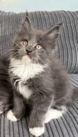 gattini di maine coon bellissimi | Foto 0