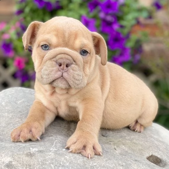 bulldog inglese , maschio