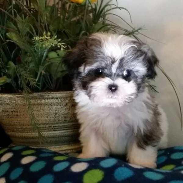 dolci cuccioli di shih tzu maschi e femmine