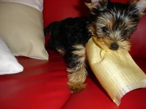 cuccioli di yorkie teacup per l'adozione