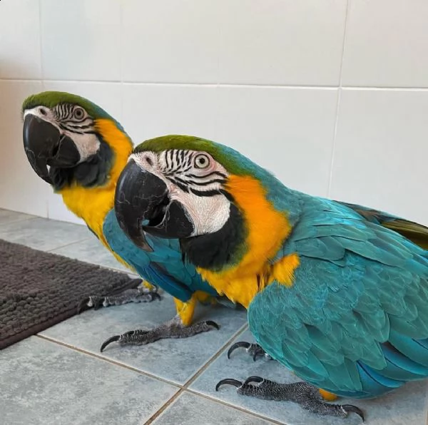 blue and gold macaw pair