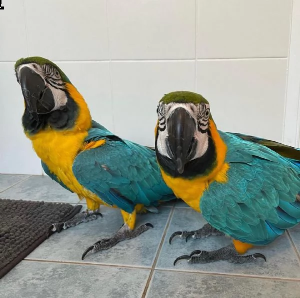 blue and gold macaw pair | Foto 0
