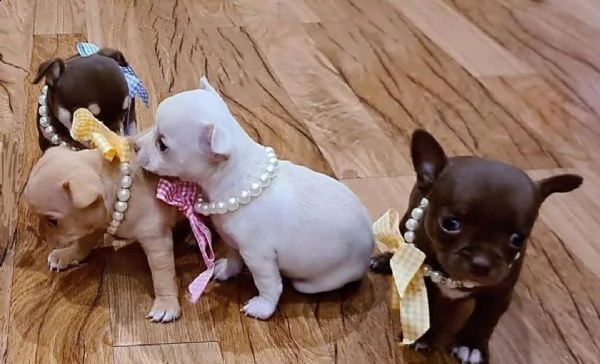 regalo cuccioli di chihuahua mini toy 