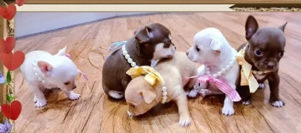 regalo cuccioli di chihuahua mini toy 