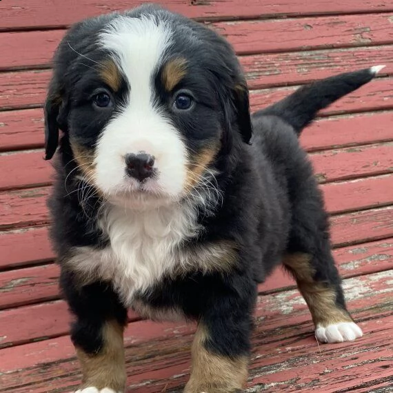 cuccioli bovaro del bernese in regalo ,.,.,.,