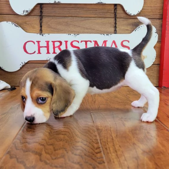  regalo cuccioli dolce e bella beagle,.,.,.,
