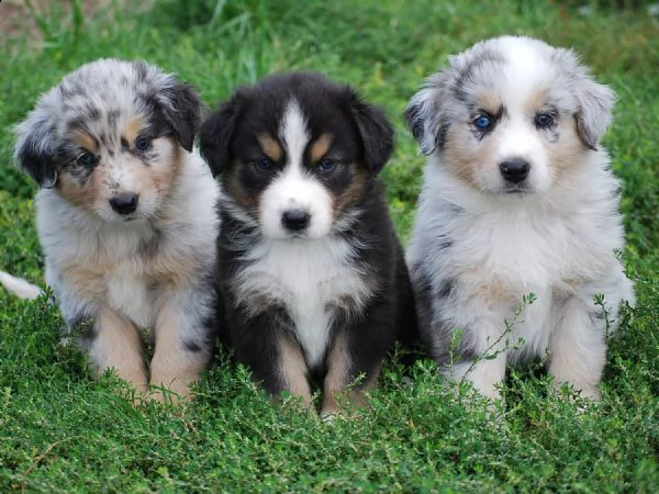 regalo adorabili cuccioli pastore australiano femminucce e maschietti ,.,.,.,