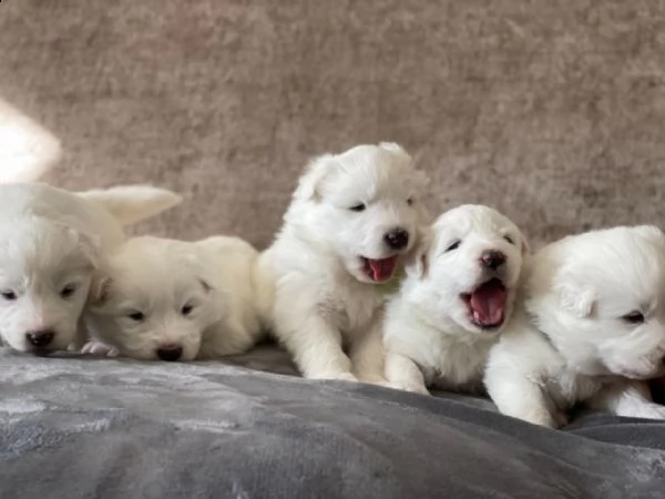 regalo adorabili cuccioli samoiedo femminucce e maschietti disponibili,..,.,.,.,